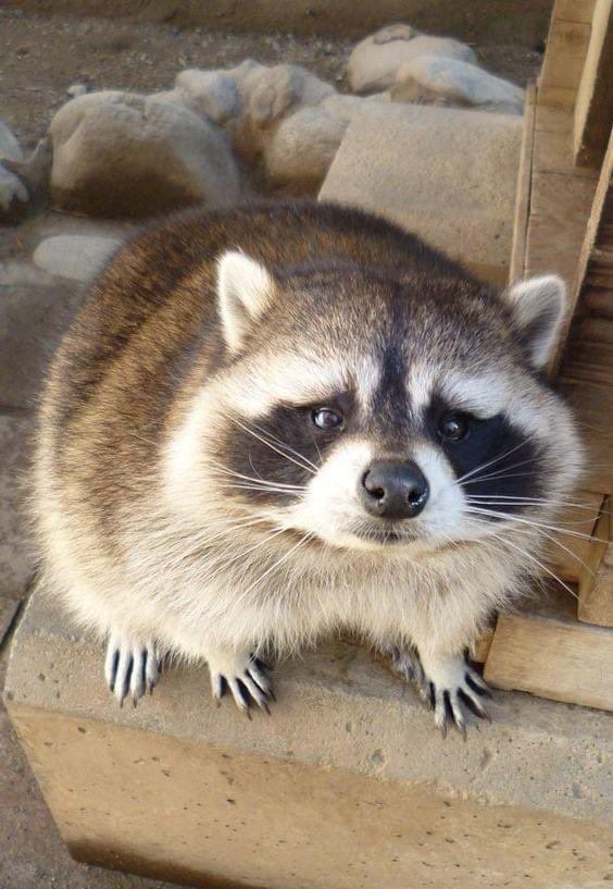 An adorable raccoon.