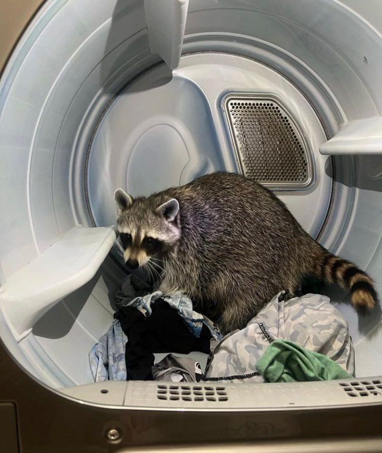 An adorable raccoon.