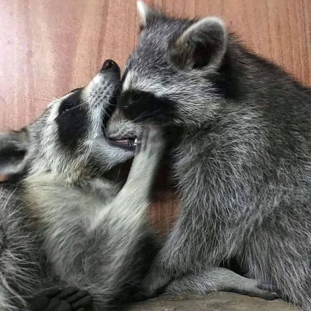 An adorable raccoon.