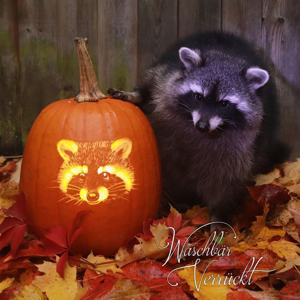 An adorable raccoon.