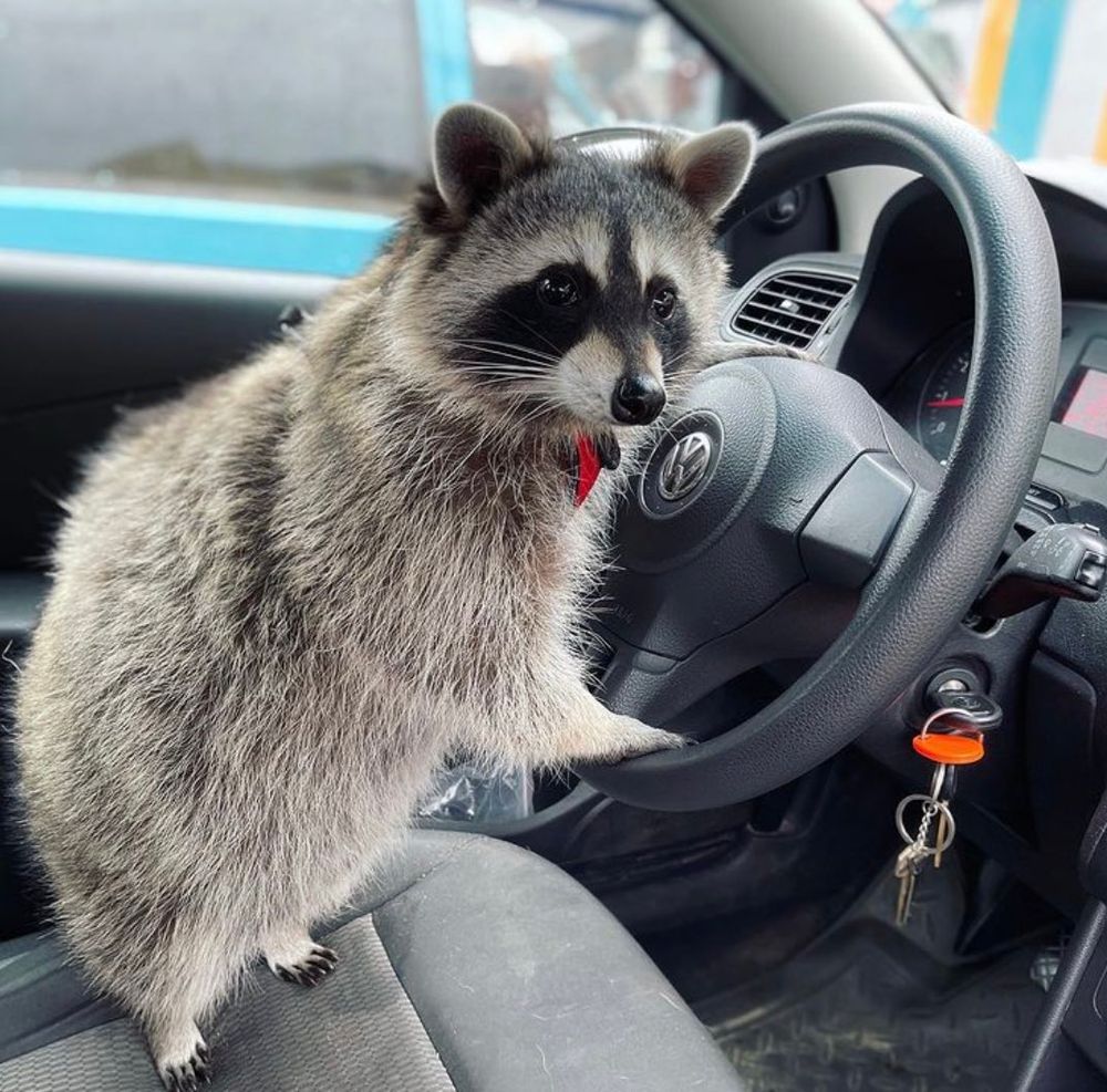 An adorable raccoon.