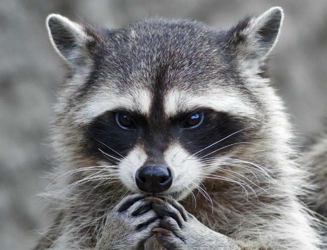 An adorable raccoon.