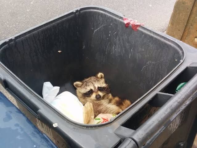 An adorable raccoon.