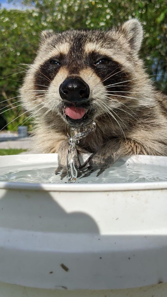 An adorable raccoon.