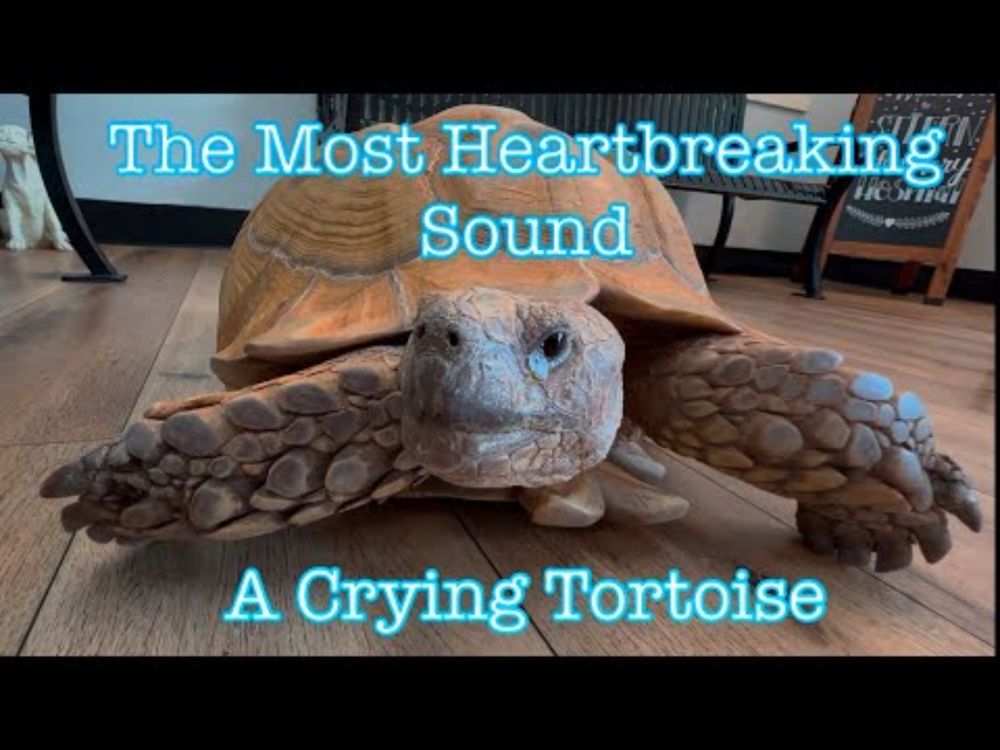 Do Tortoises Cry? Real Footage of One in Agony 😢
