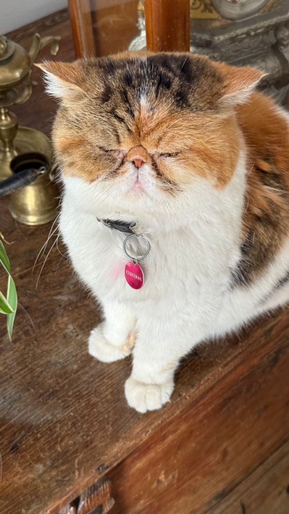 Photo of a white and ginger cat that is very grumpy. It has no nose.