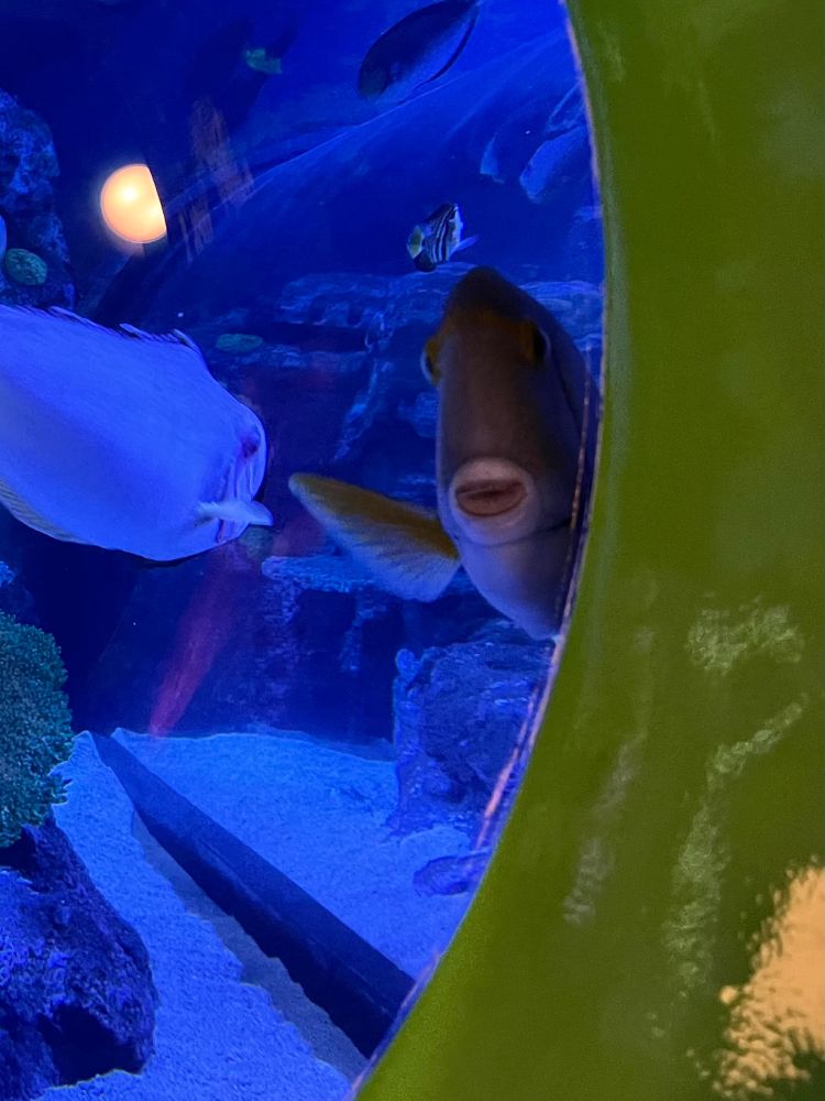 A very goofy looking guy, this fish is peeking around a porthole window and “waving” a fin. They have a beak-ish mouth that looks a bit like a shy smile. Another fish passes by in the background, swimming away. 