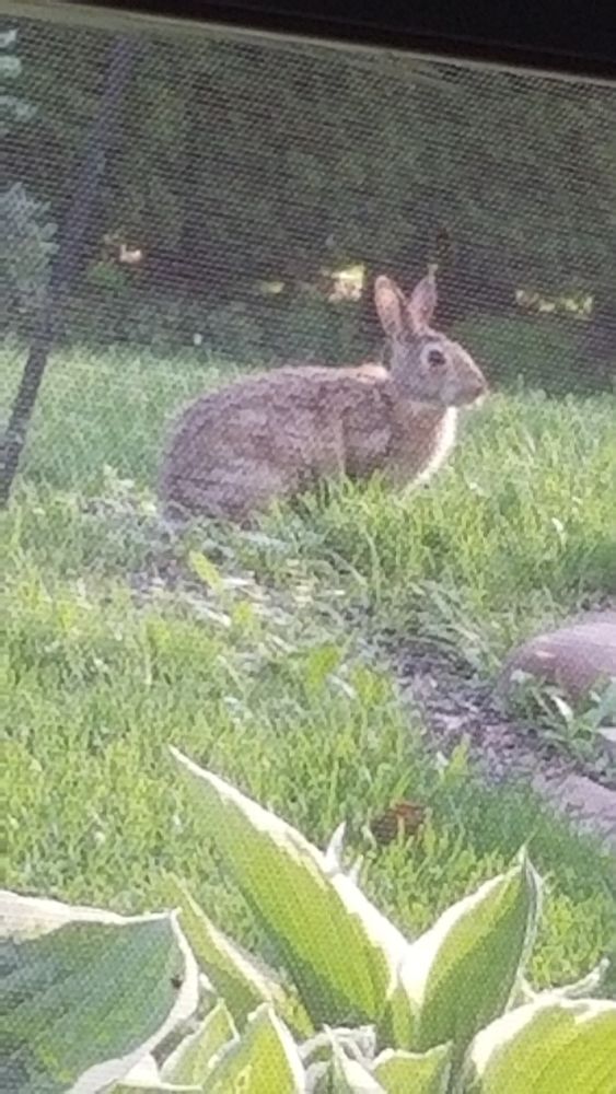 Bunny photo taken from my office window.