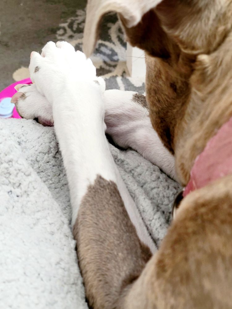 My dog Charlotte with her front paws crossed, ready for only paws