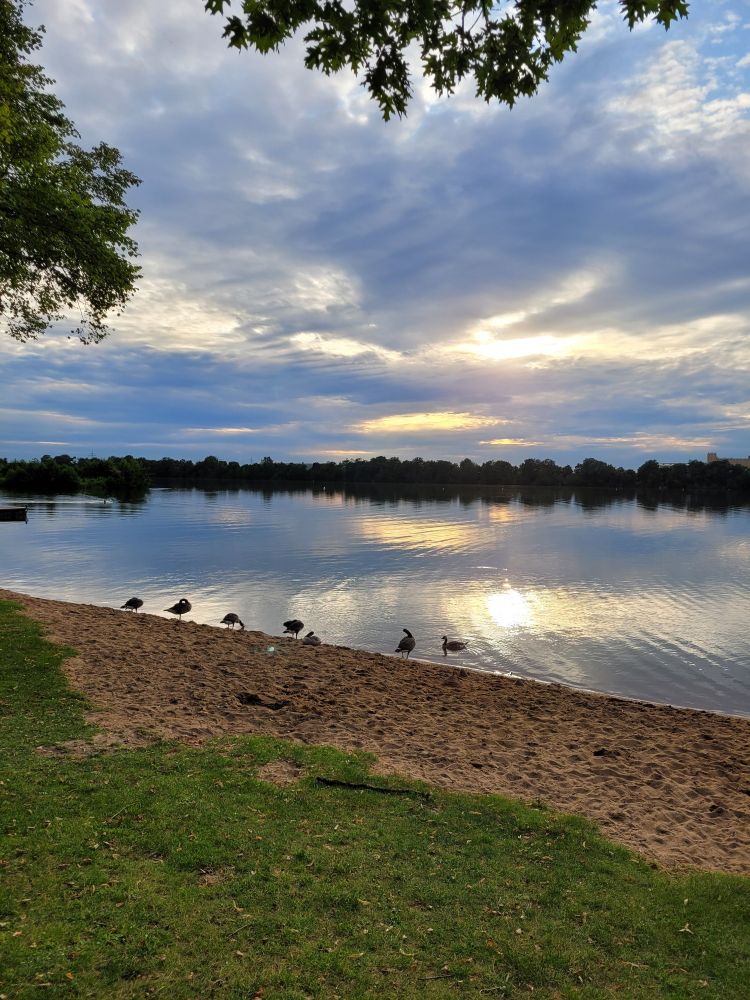 Am Ufer eines Sees. Abendliche Sonne scheint durch die Wolken und spiegelt sich im Wasser. Eine Gänsefamilie steht in einer Reihe vor dem Wasser.