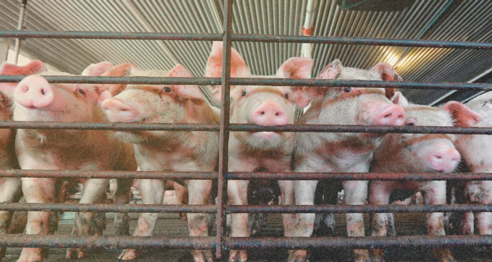 The Trump administration continues to ease up on food safety standards even as it fights a concerning new outbreak of a flesh-eating parasite.