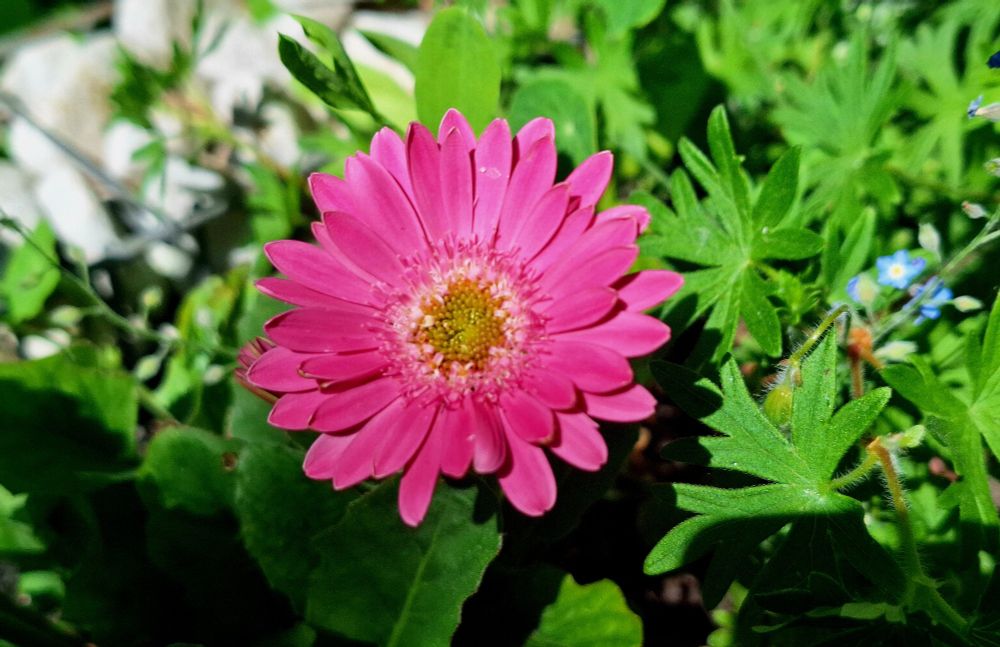 Photo of a single gerbera blossom in deep pink