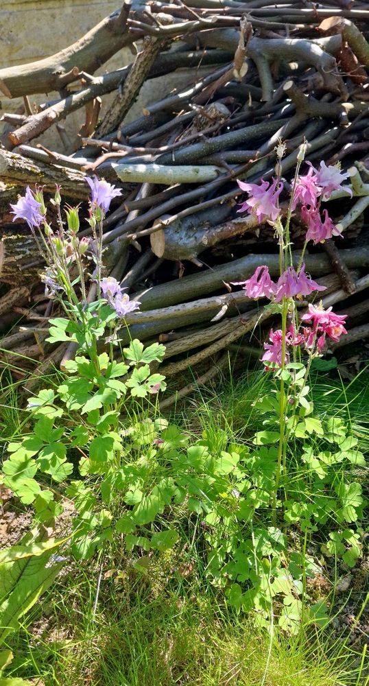 Photo of two aquilegia plants (one with light lilac, one with pink blossoms) in front of a stack of branches