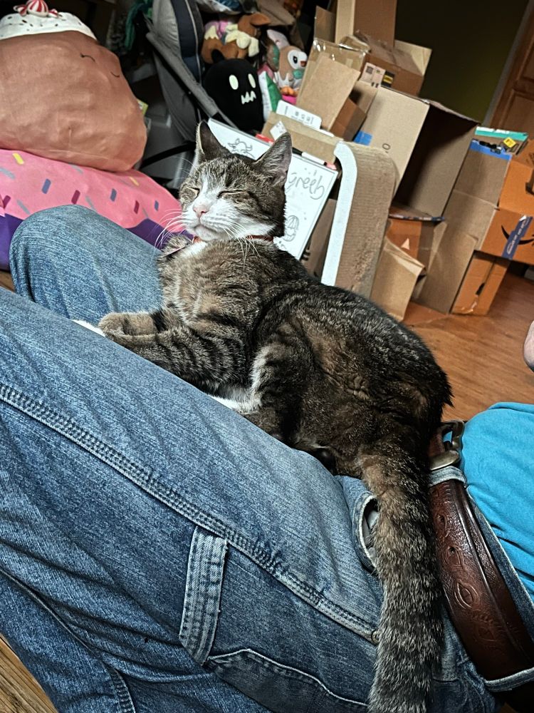Cashew, a brown brindle cat with white snout, is dozing while sitting on my roommates lap as they were squatting, thus rendering them unable to finish standing up