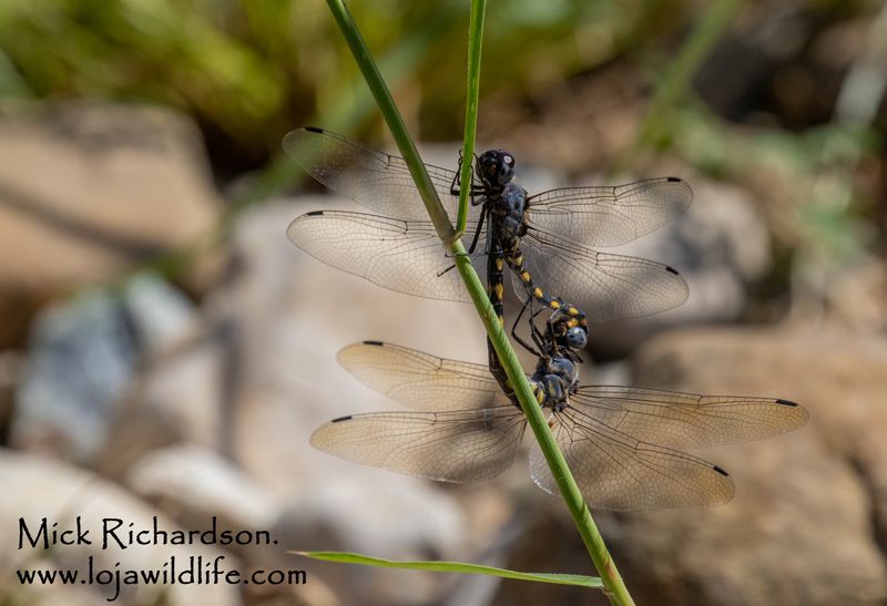 A pair of Ringed Cascaders (Zygonyx torridus) during a visit to the Rio Guadalhorce we saw 4 males and a female.