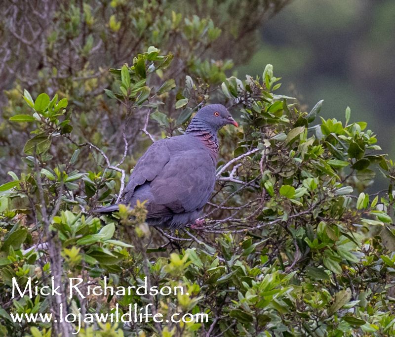 Bolle's Pigeon (Paloma Turqué / Columba bollii).