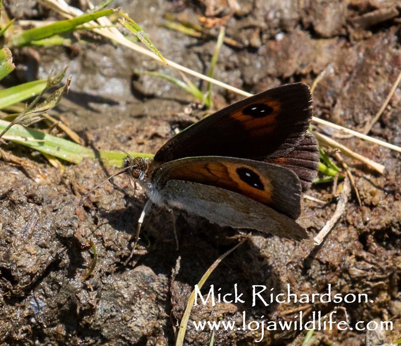 Spanish Brassy Ringlet (Erebia hispania).