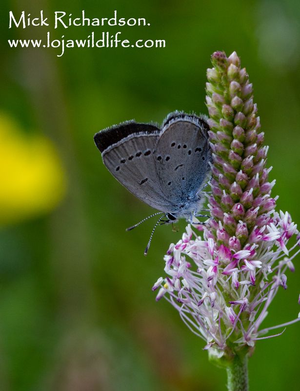 Small Blue (Cupido minimus).
