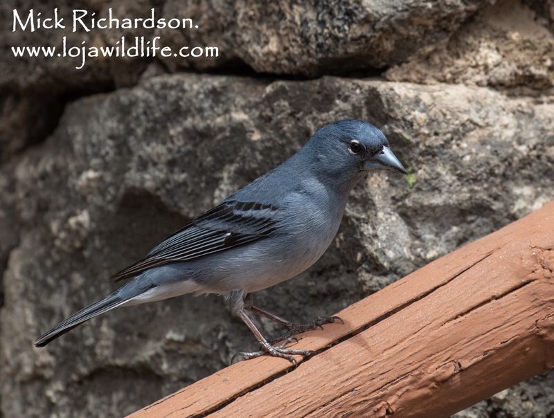Tenerife Blue Chaffinch (Pinzón Azul de Tenerife / Fringilla teydea) male.