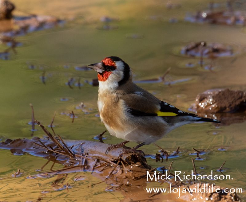 European Goldfinch (Jilguero Europeo / Carduelis carduelis).