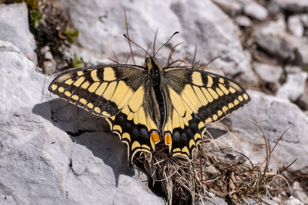 A large swallowtail butterfly with its characteristic yellow coloration sitting on a limestone rock.
