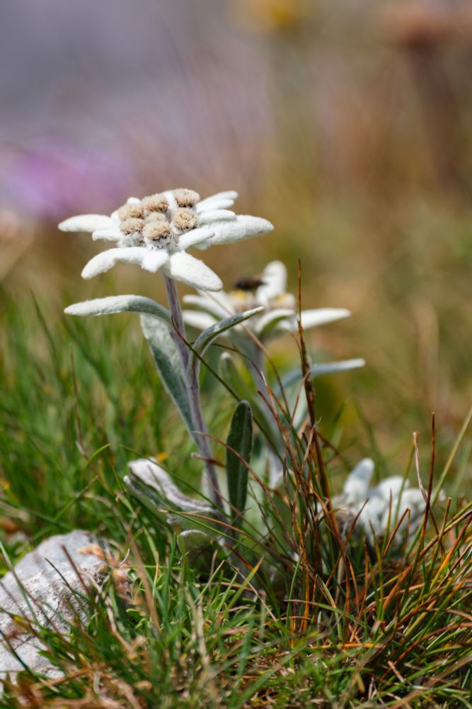 An Edelweiss flower with its characteristic pure white hairy petals.