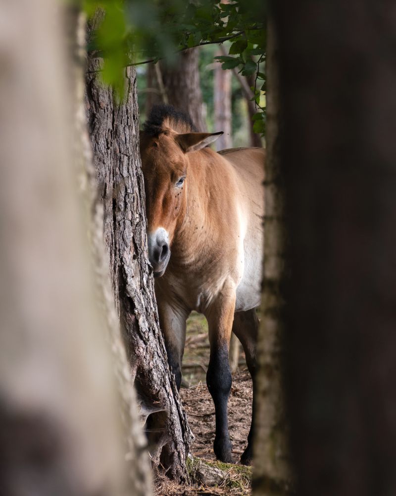 A Przewalski's horse with light brown color, black legs and a thick black-tipped mane is peeking out behind row of tree trunks. 