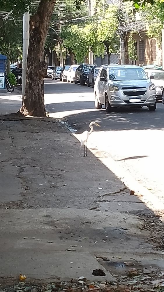 Uma garça na calçada olhando pra rua enquanto um carro passa 