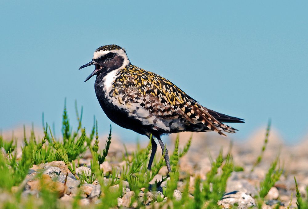 A pacific golden plover caught singing