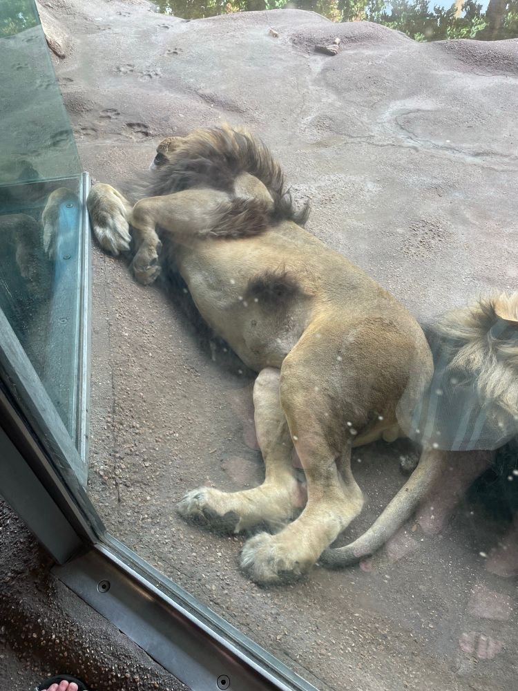 A lion at the zoo, totally zonked out right next to the glass and dreaming
