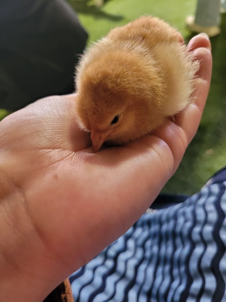 The sleepiest baby chicken!