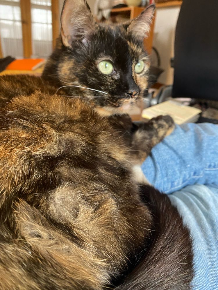 A pretty little calico cat with big green eyes, curled up on my lap.