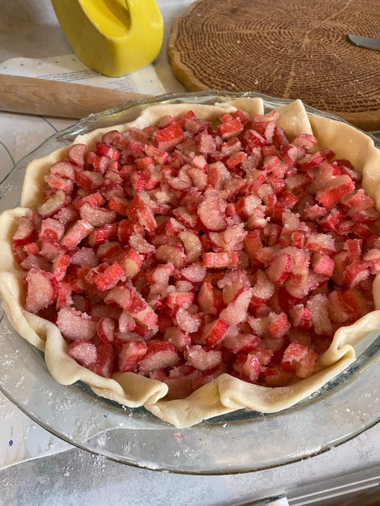 Uncooked pie crust, loaded with chopped rhubarb