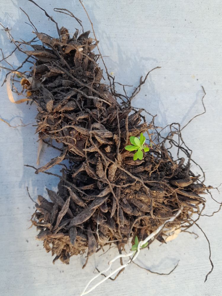 A tiny bright green shoot, half the size of a pinky, attached to a dark brown root mass the size of two fists. The root mass is made of tubers shaped like elongated footballs, and rhizomes, a tangle of narrow brown fibrous strands.