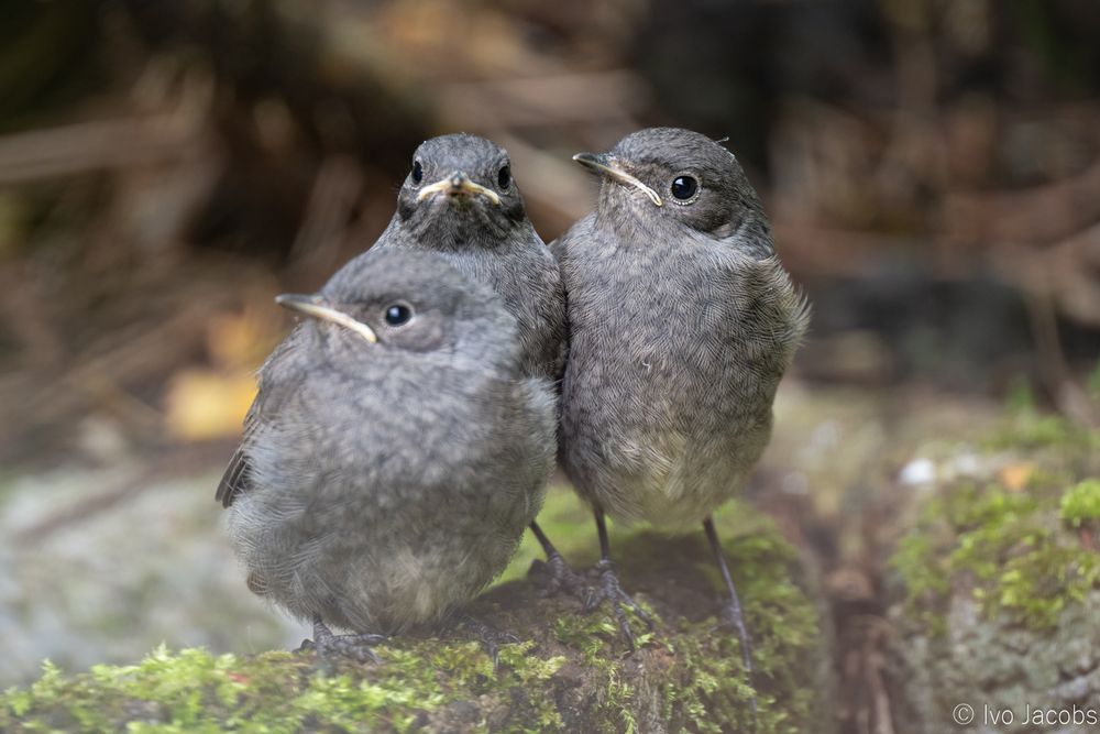Three little grey-brown birds with yellow bills looking around while perched on a mossy stone