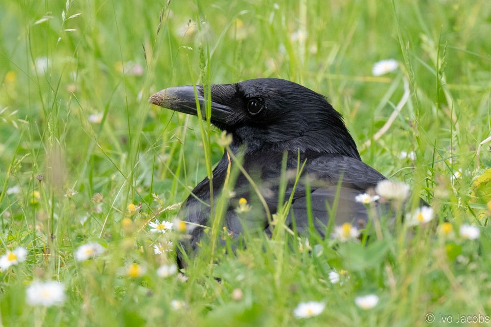 A carrion crow lying down in a meadow, surrounded by grass and small flowers. 