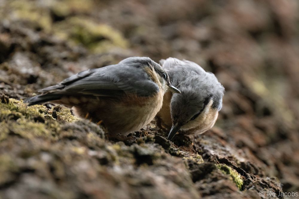 The fledgling Eurasian nuthatch and its parent appear to be on a horizontal trunk, but are actually clinging vertically to a big tree trunk, surrounded by moss and bark. 