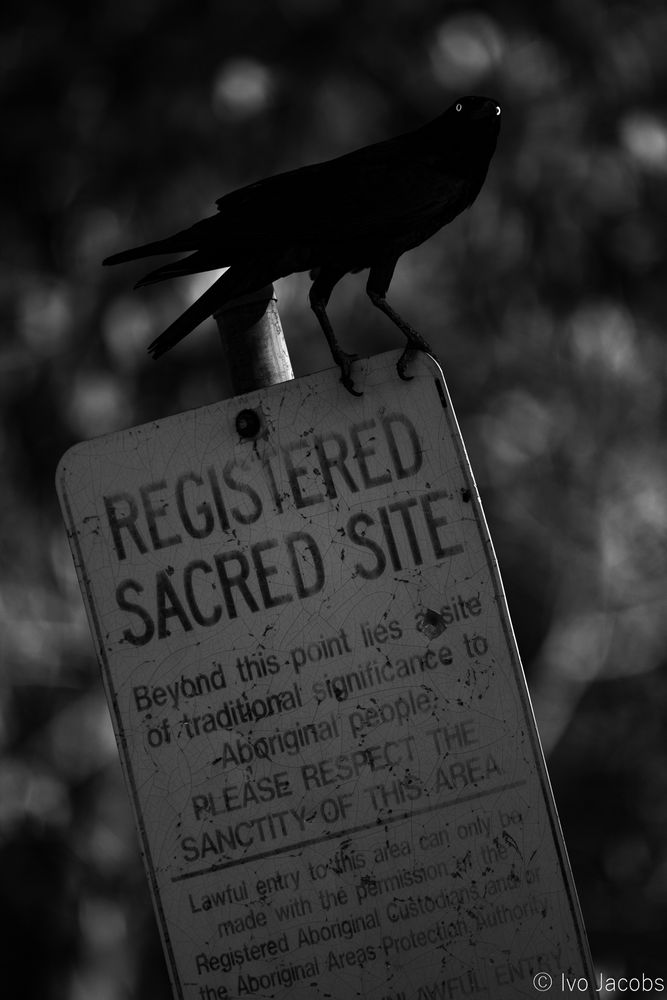 Dark monochrome picture of a Torresian crow - its bright eyes standing out - perched on top of a metal sign that says "Registered sacred site. Beyond this point lies a site of traditional significance to Aboriginal people. Please respect the sanctity of this area."