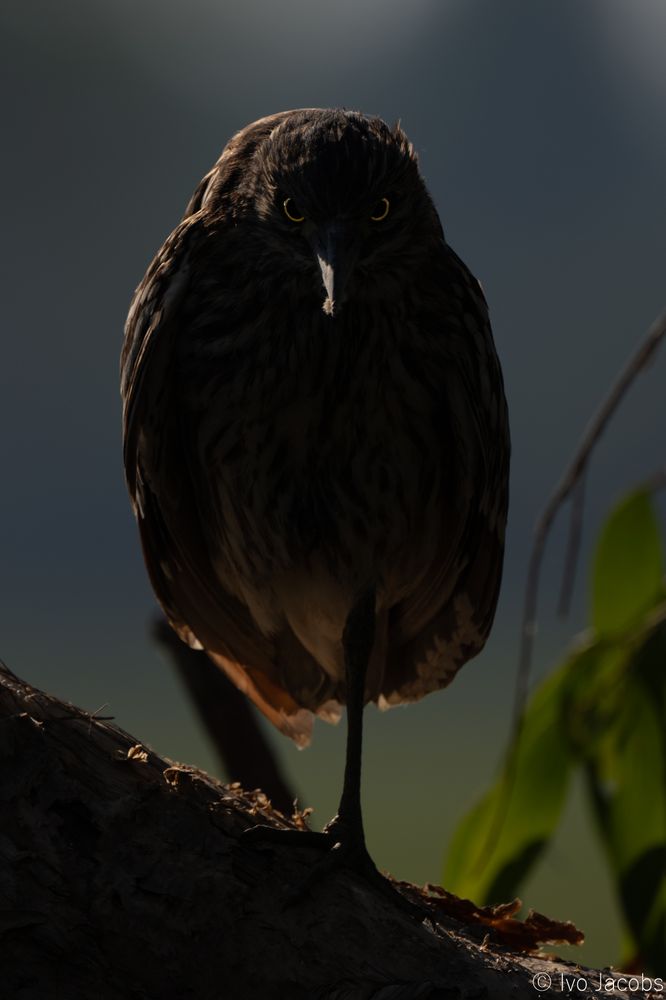 A dark image of a nankeen night heron juvenile facing the camera directly, with most of its body too dark to see details except some light on its back, bill, and yellow eyes. 