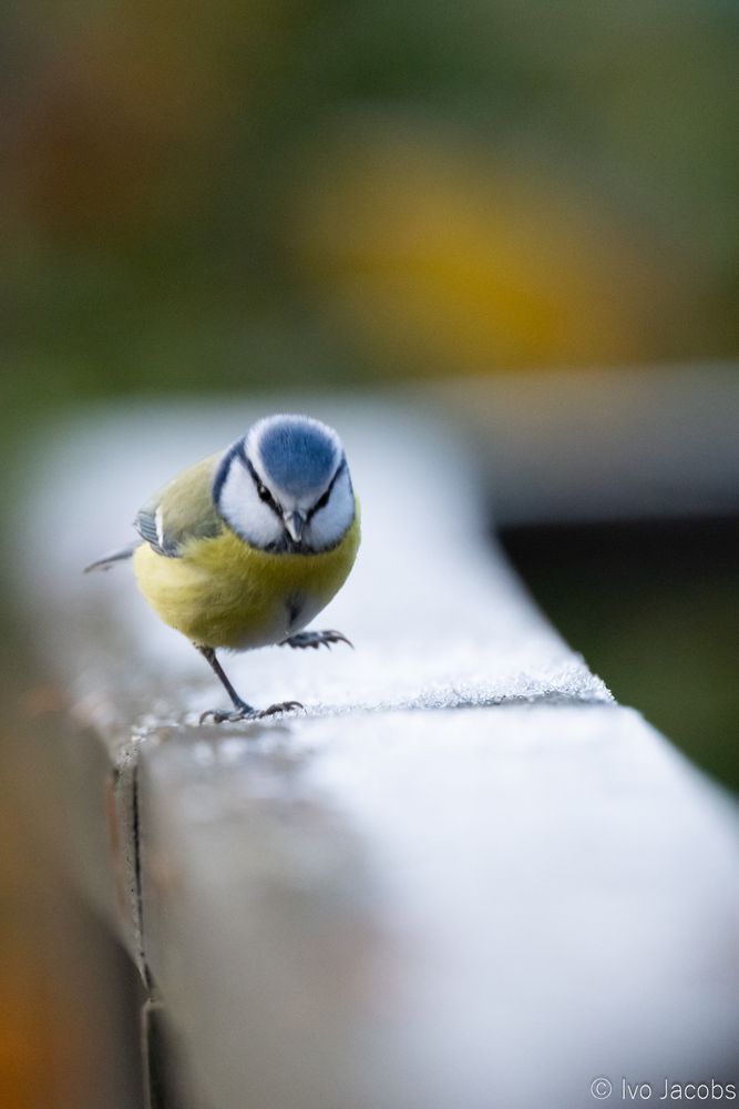 A blue tit walking on a frosty beam with one foot lifted, with a shallow depth of field