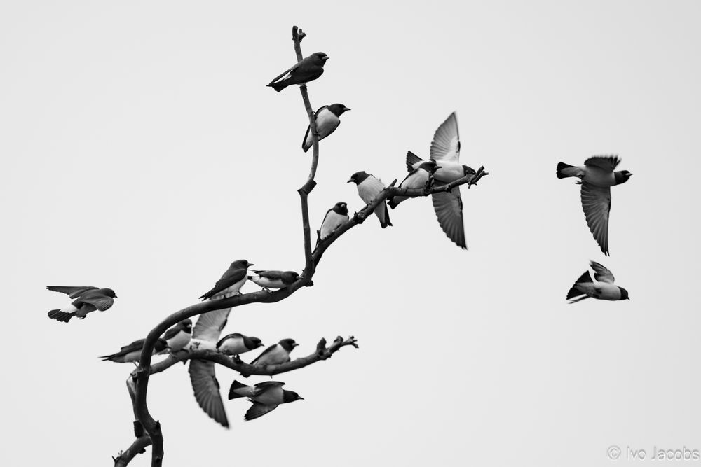 A monochrome picture of a dead branch against a grey sky with several woodswallows perching, arriving, or leaving on the wing in a dynamic composition. 