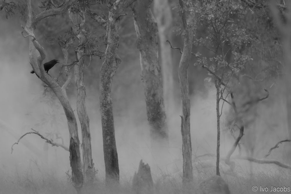 Monochrome picture of several trees, with a crow perched in one, with thick smoke covering the grasses and termite mounds on the ground. 
