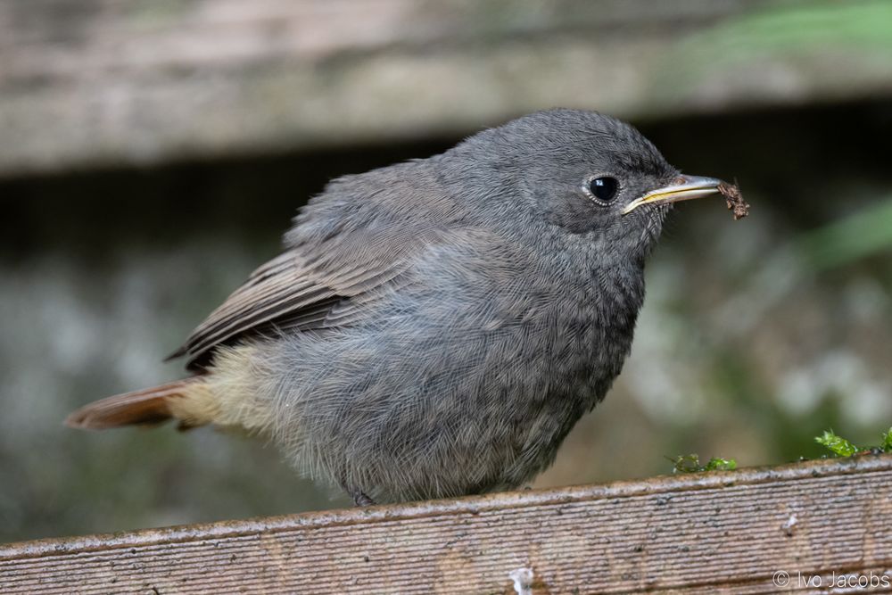 Side view of a fledgling black redstart in a garden, holding a dead bug in its bill