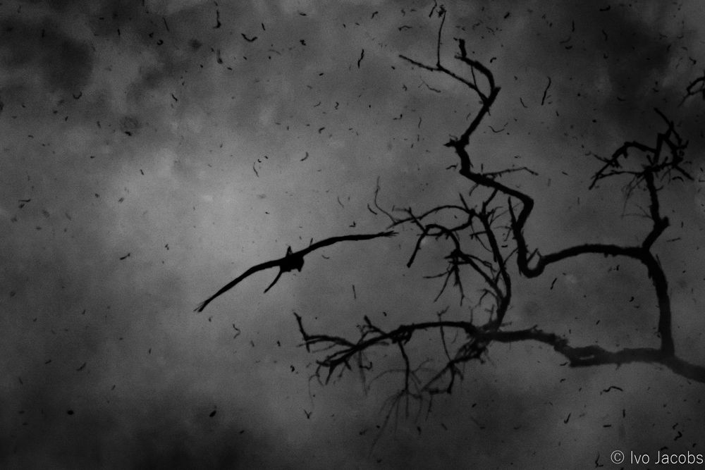 A monochrome image showing the silhouette of a black kite - its tail turned diagonally compared to its horizontal wings - through thick smoke with soot particles flying around, and dark branches of a dead tree on the side. 