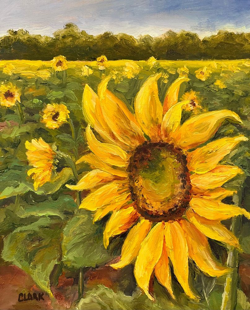 Vibrant yellow sunflowers stand out in the field of green.  Hints of red earth can also be seen upfront, which is typical of the Gulf Coast region.