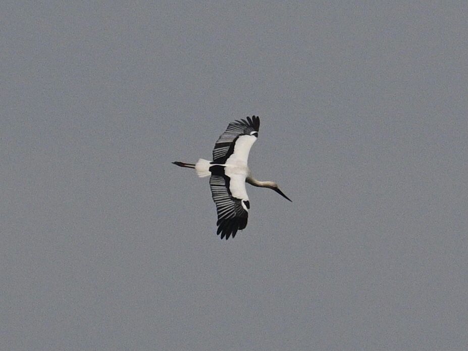 Same black and white stork in flight 