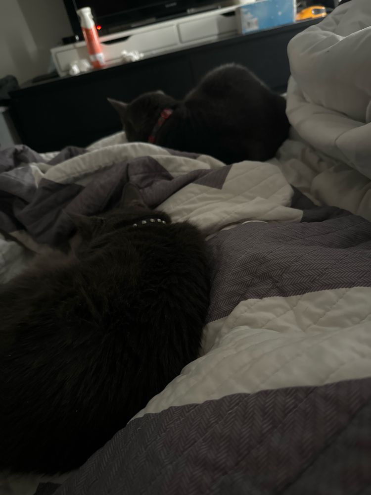 Two grey cats lying on a grey and white striped blanket, facing away from the camera.