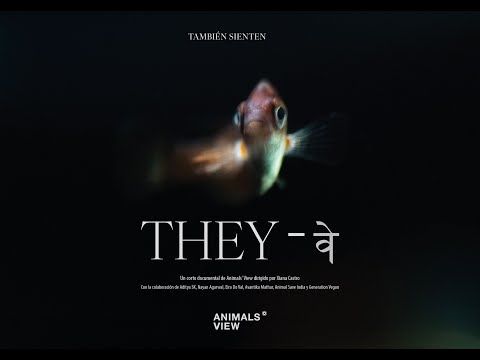 THEY - व  (También sienten)