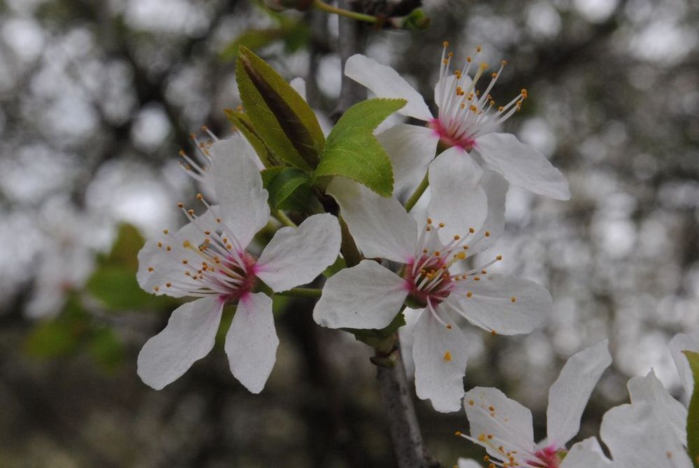 closeup of a twig of wild plum blossoms. They are white, have five petals each, a little pink accent towards the middle and yellow dots at the ends of their stigmas and stamens. The photo was taken on an overcast day, and the white of the petals merges with the white of the sky showing through in the out of focus background