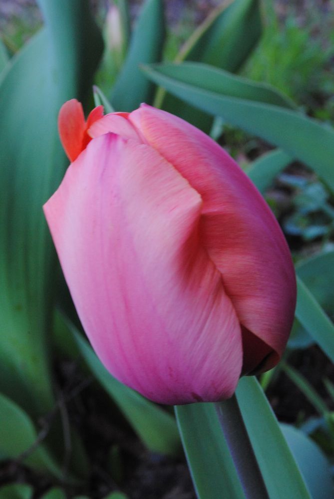 closeup of a pink tulip flower in soft blueish light, still closed, in front of blue-green foliage